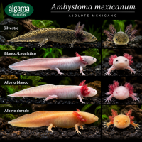 Axalote mexicano - Ambystoma mexicanum Axalote mexicano - Ambystoma mexicanum